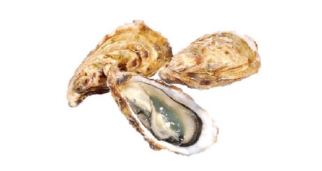 Fin de Claire oesters uit Normandië voor ZZ5 schaal- en schelpdieren
